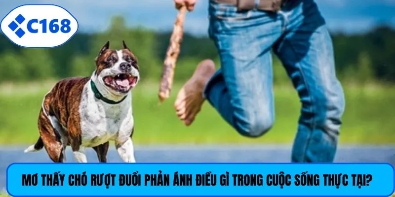 Mơ thấy chó rượt đuổi phản ánh điều gì trong cuộc sống thực tại?