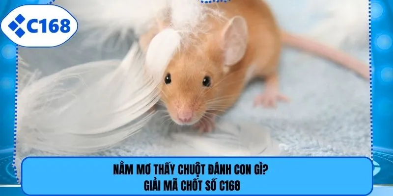 Nằm Mơ Thấy Chuột Đánh Con Gì? Giải Mã Chốt Số C168