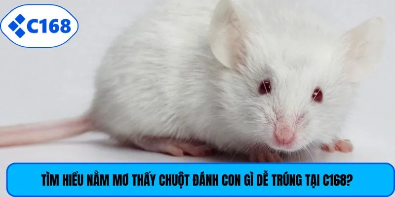 Tìm hiểu nằm mơ thấy chuột đánh con gì dễ trúng tại C168?